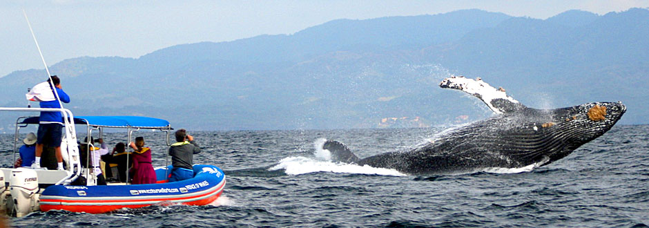 Humpback whale breaching with the Banderas Bay mountains in the background