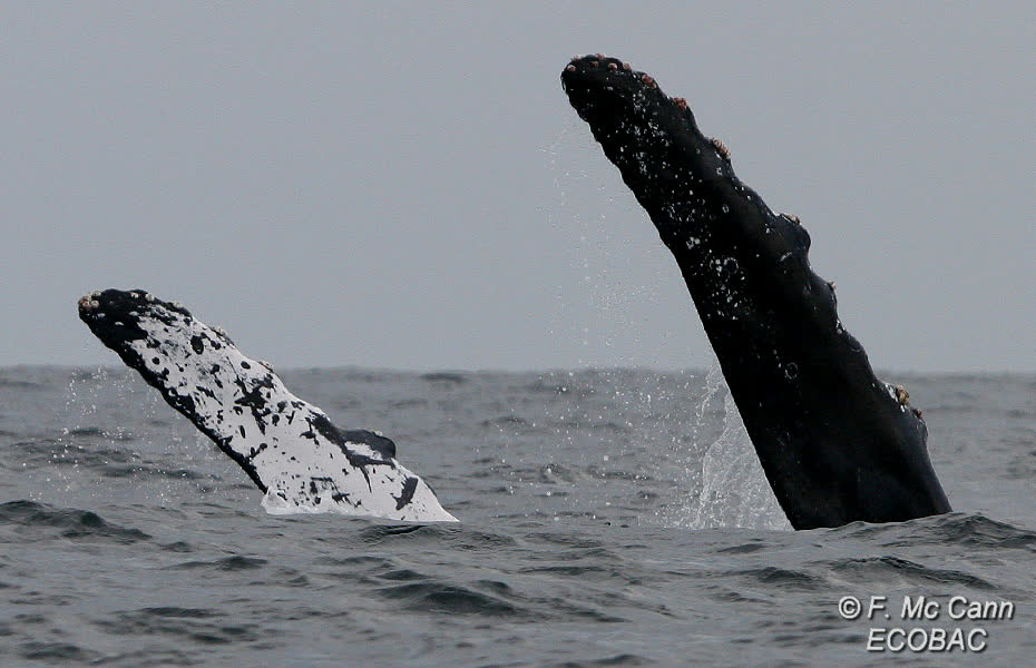 Humpback whale watching tour boat in Banderas Bay