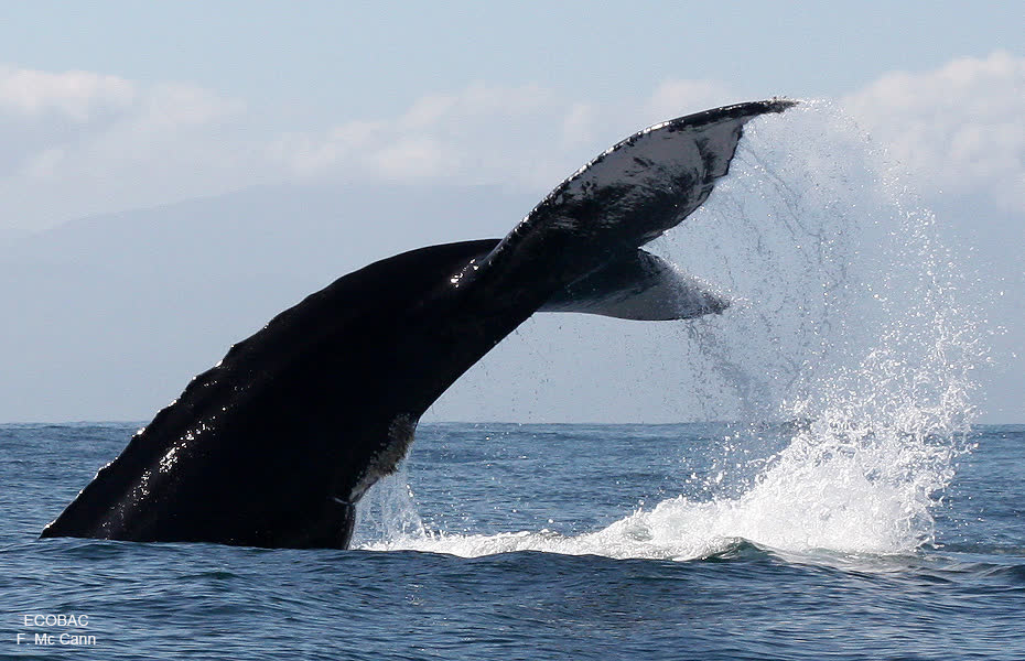 Humpback whale tail near Puerto Vallarta