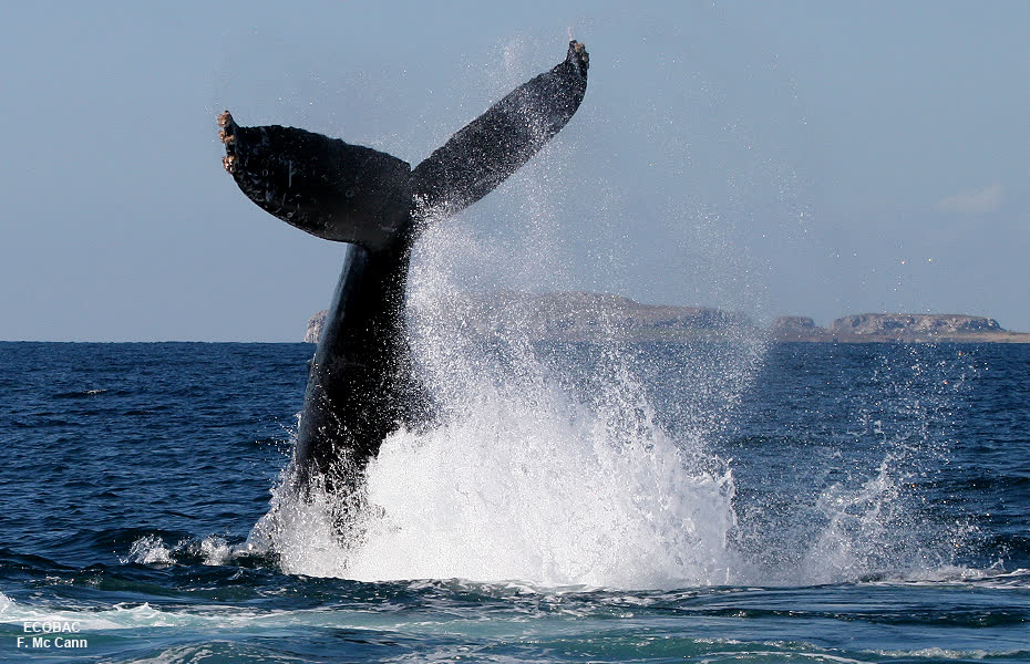 Humpback whale breaching