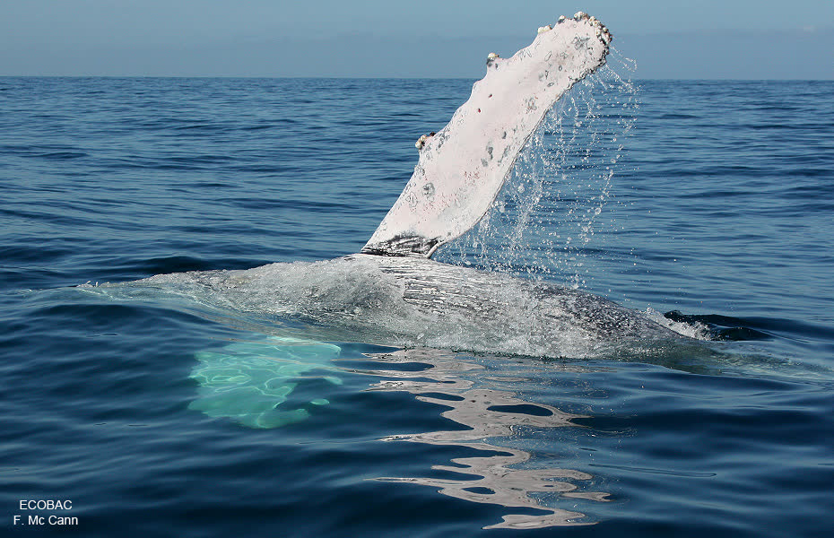Humpback whale watching expedition