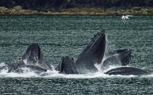 Guests observing a humpback whale