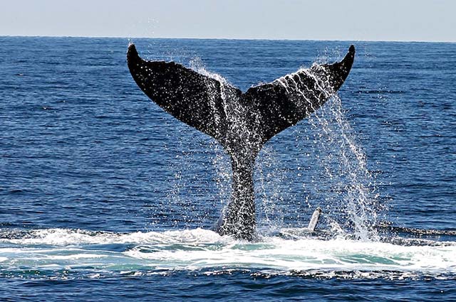 A humpback whale fluke raised above the water in Banderas Bay, showing its unique underside pattern