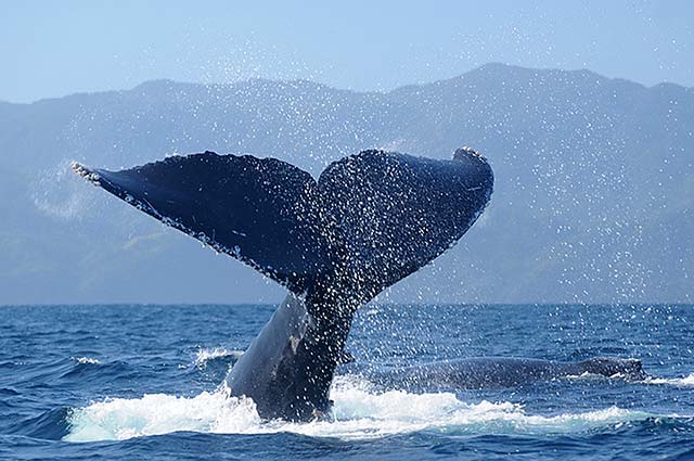 A humpback whale fluke breaking the surface of Banderas Bay with the mountains in the background