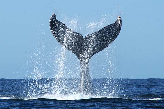 A humpback whale's fluke lifted vertically out of the water against a clear blue sky
