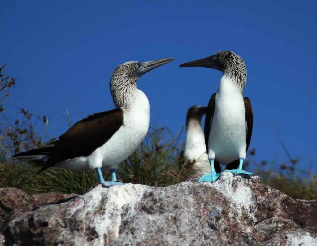 Blue-footed booby at Islas Marietas