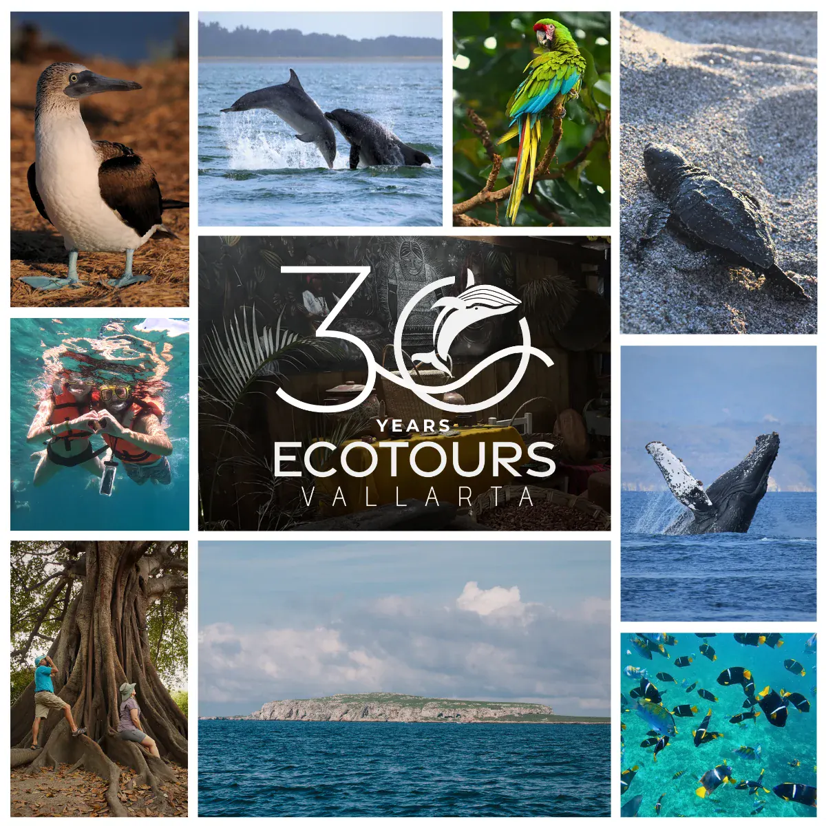 Ecotours Vallarta 30 years collage — blue-footed booby, dolphins, macaw, sea turtle, snorkeling, humpback whale and the islands of Banderas Bay