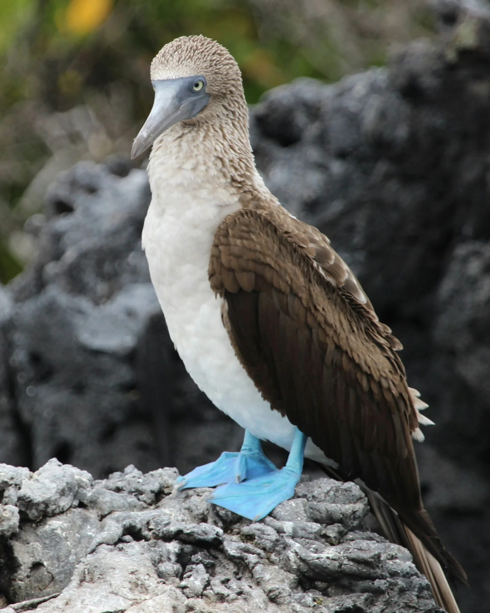 Blue-footed booby standing on volcanic rock