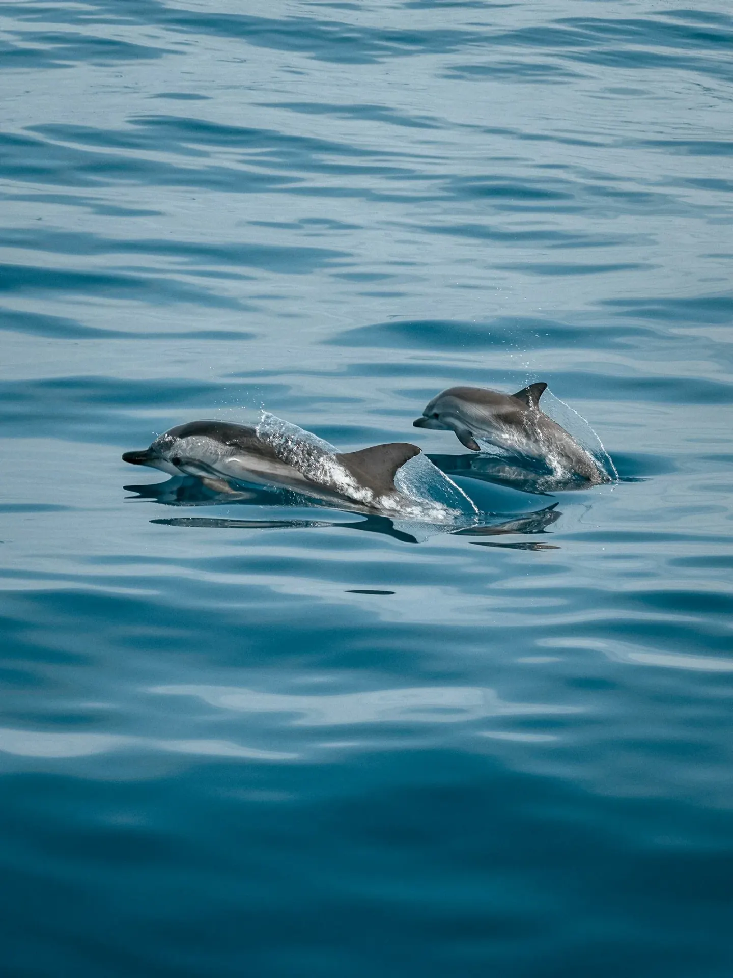 Two bottlenose dolphins swimming freely at the ocean surface