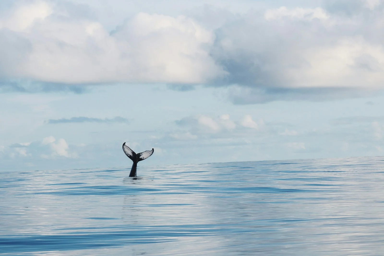Humpback whale tail rising above the calm ocean surface