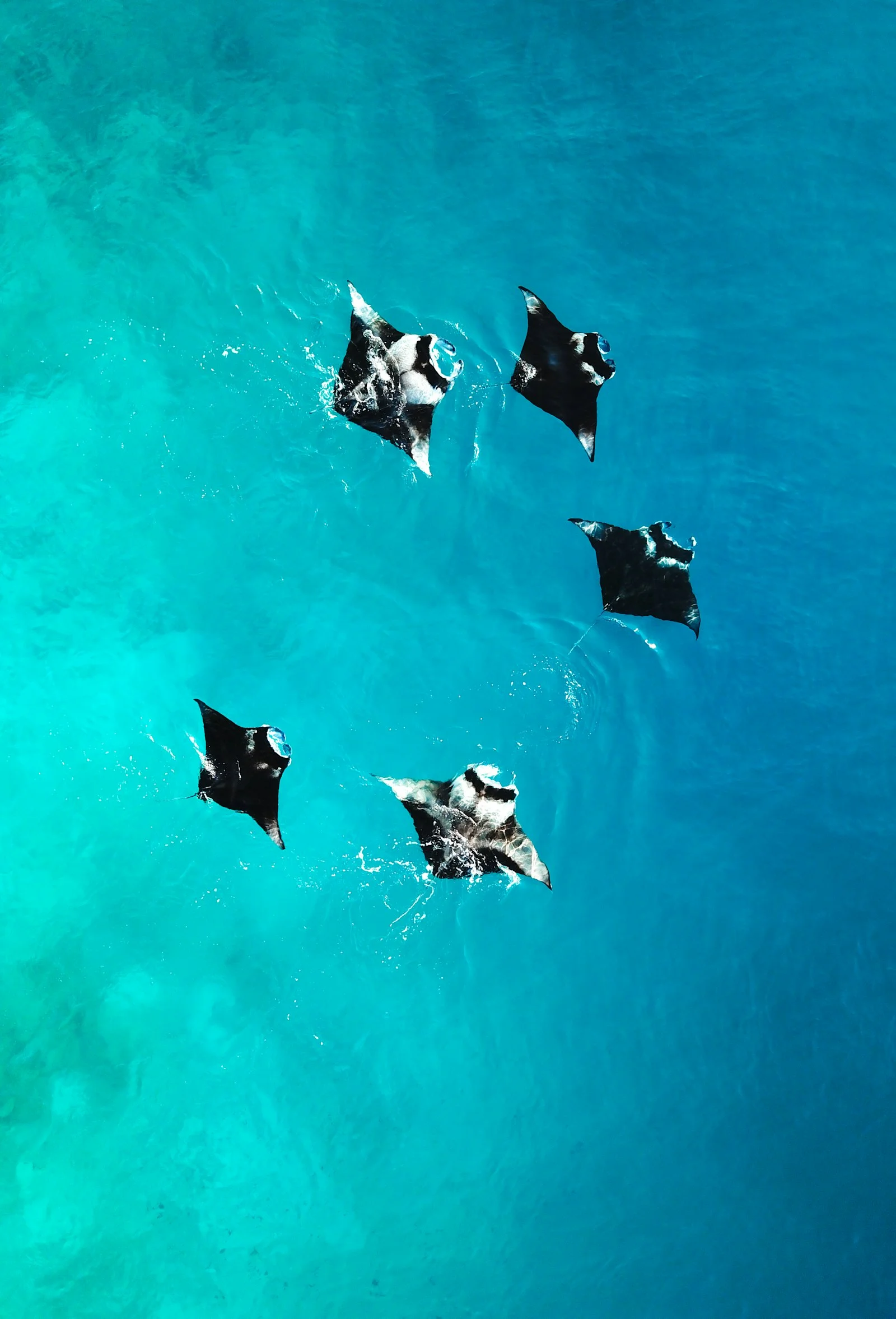 Aerial view of a group of manta rays swimming together in turquoise water