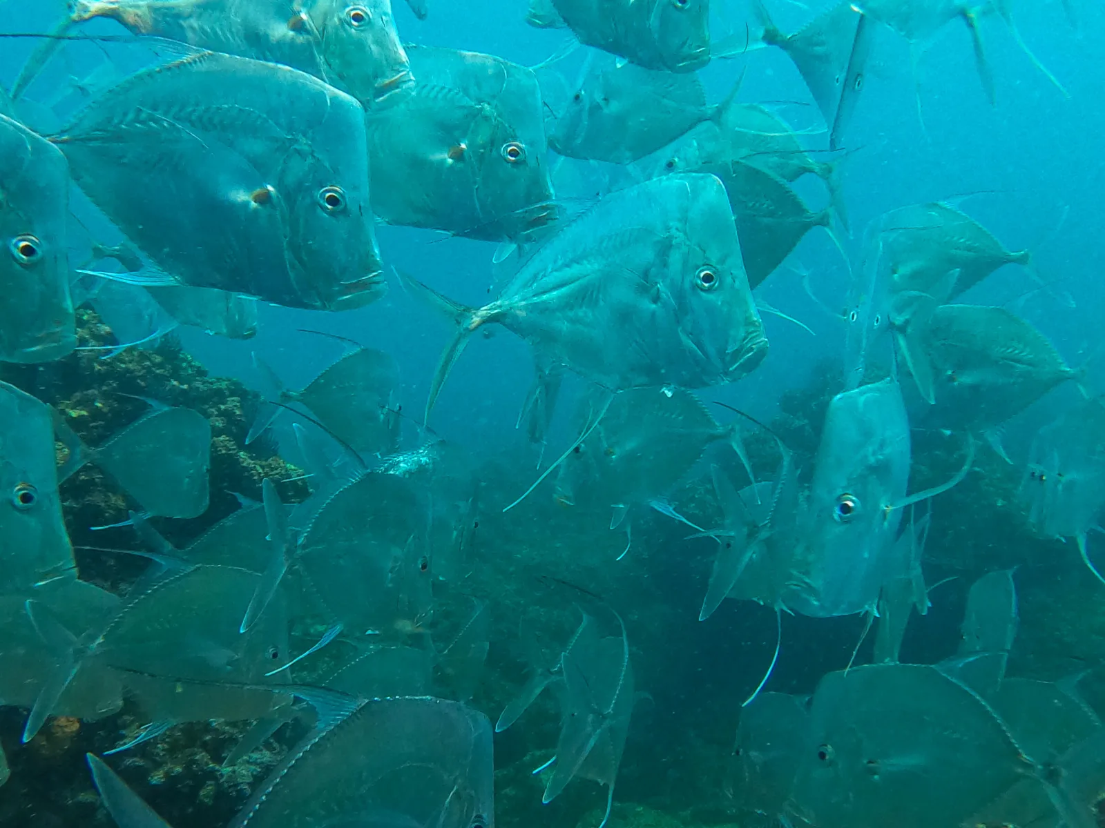 Underwater photo with fish, rock formations and blue water