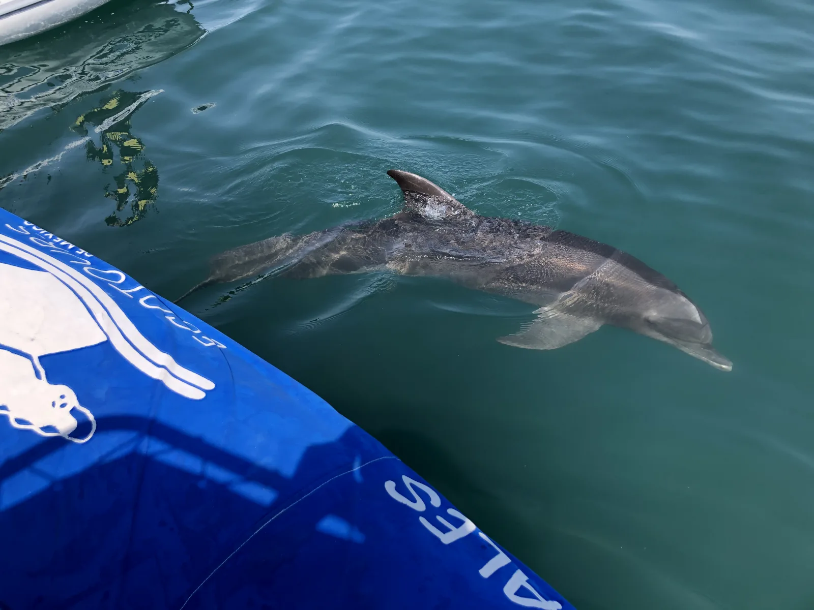 Wild dolphins swimming alongside the boat