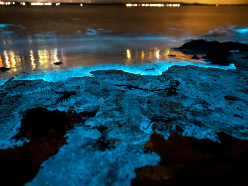 Bioluminescent plankton glowing blue on the shore at night