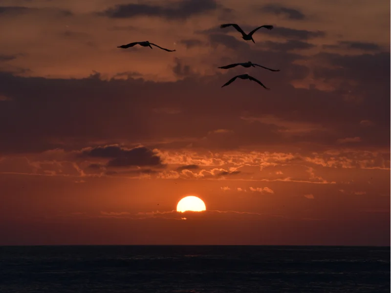 Pelicans flying over the ocean at sunset