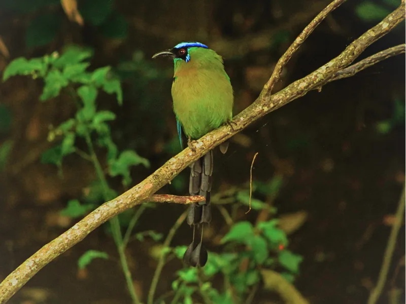 Blue-crowned motmot perched on a branch