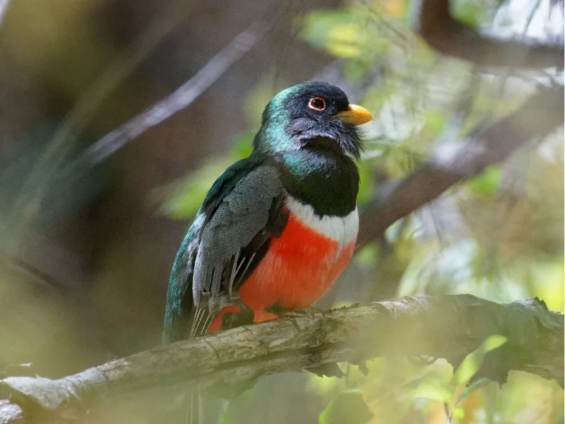 Elegant trogon perched on a branch