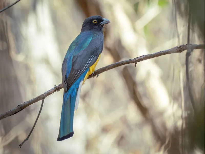 Citreoline trogon perched on a branch