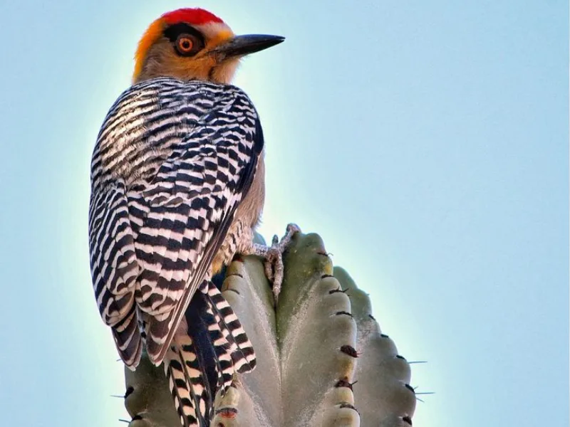 Golden-fronted woodpecker perched on a cactus