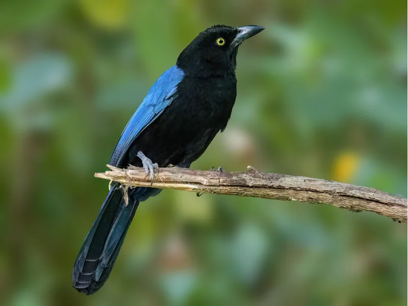 San Blas jay perched on a branch