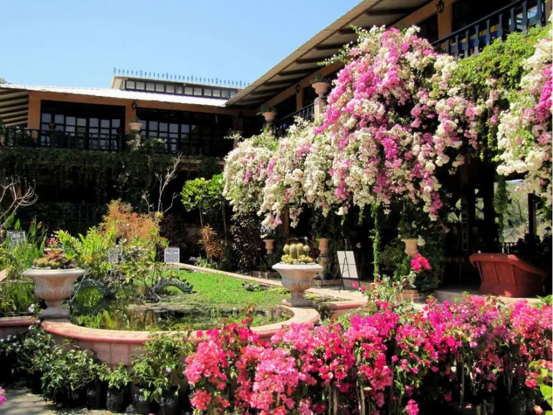 Garden building framed by blooming bougainvillea