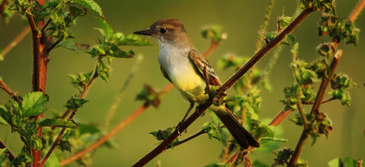 Flycatcher perched among branches at the Vallarta Botanical Garden