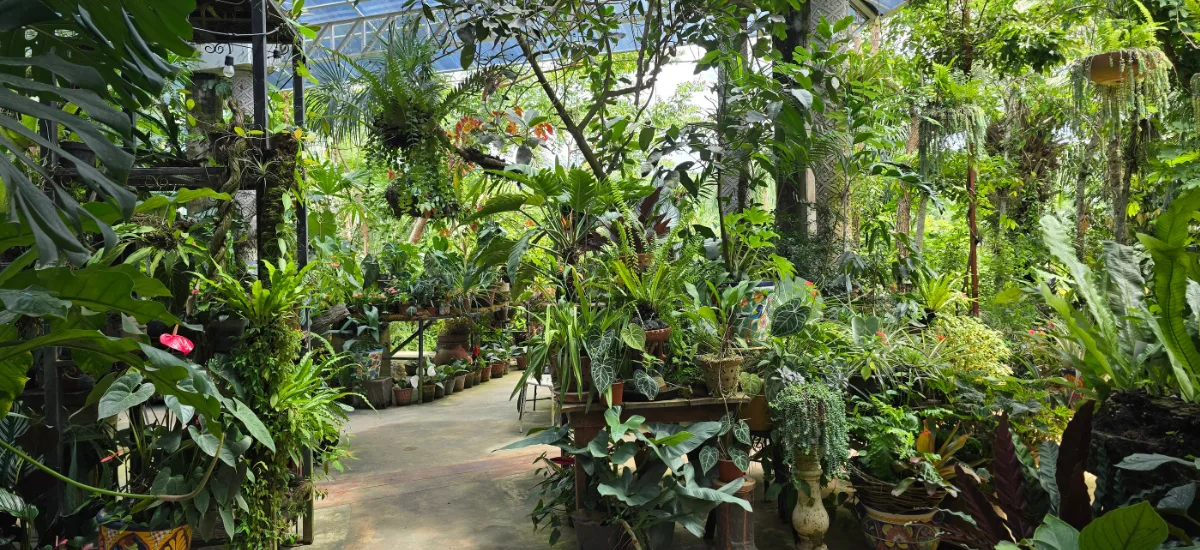 Greenhouse interior packed with tropical plants