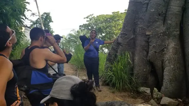 Guide explaining local plant life to guests beside a giant fig tree