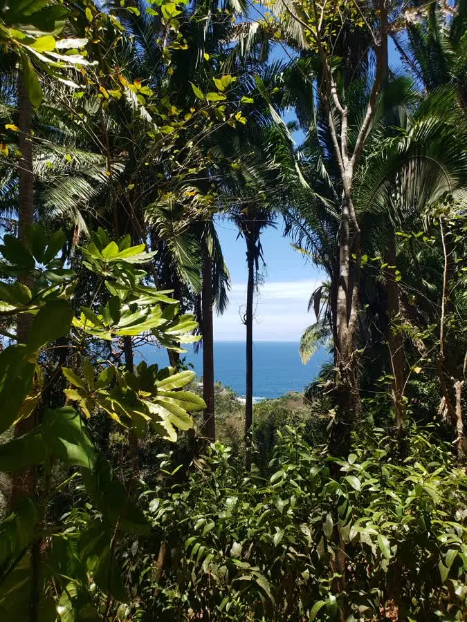 Ocean view framed by palm trees along the Colomitos trail
