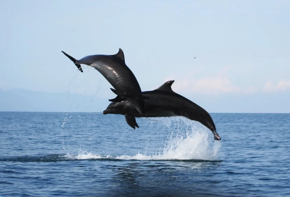 Two dolphins leaping together out of the water