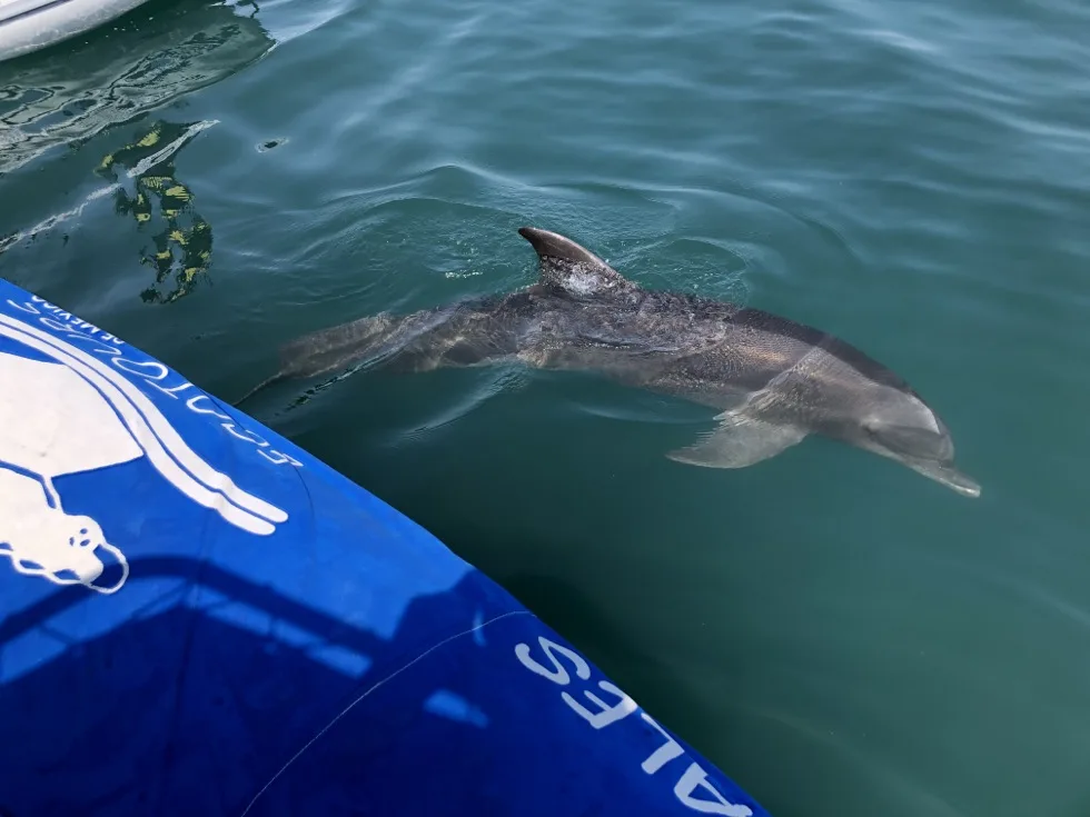 Dolphin swimming next to the boat, seen from above