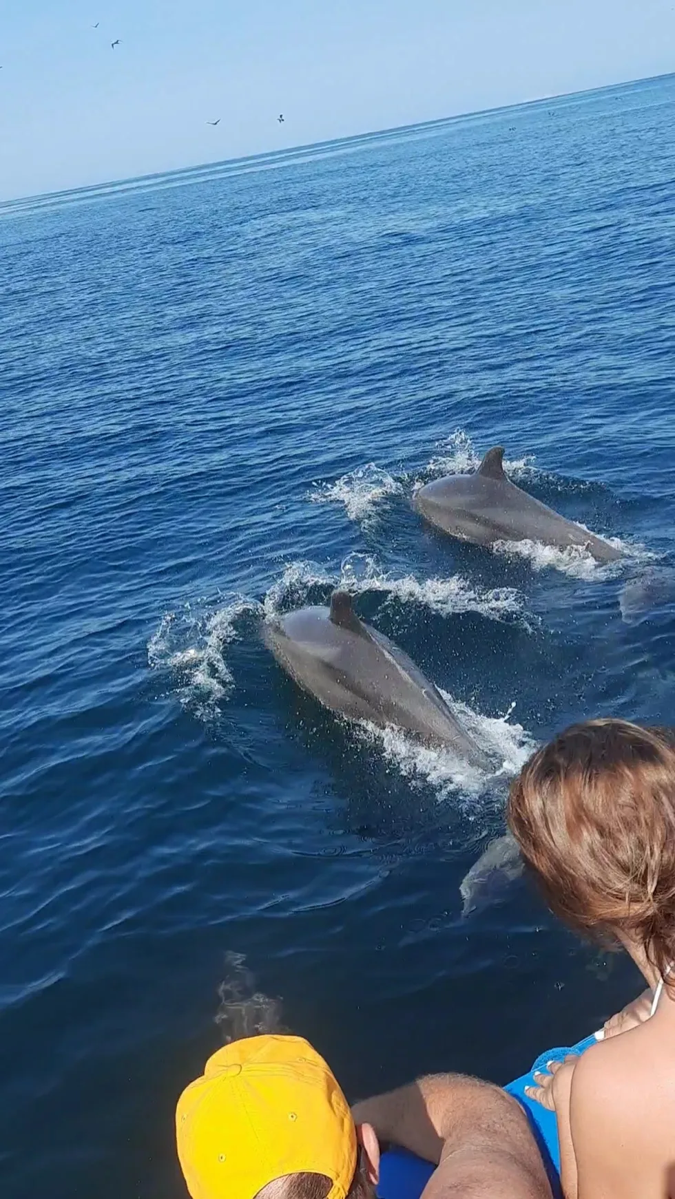 Pod of dolphins swimming beside the boat as passengers watch