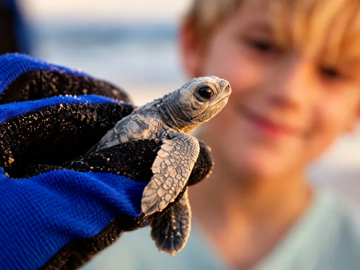Sea turtle release tour at sunset