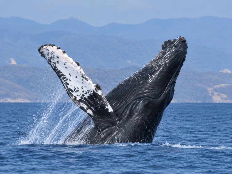 Humpback whale watching tour near Puerto Vallarta