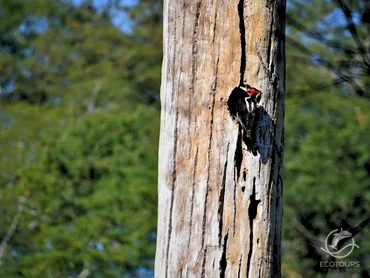 Birdwatching tour of the Southern Sierra at El Tuito
