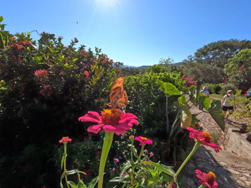 Julia butterfly resting on pink zinnia flowers along a garden path