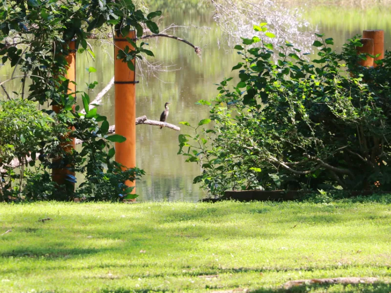 Neotropic cormorant perched on a branch over a garden pond