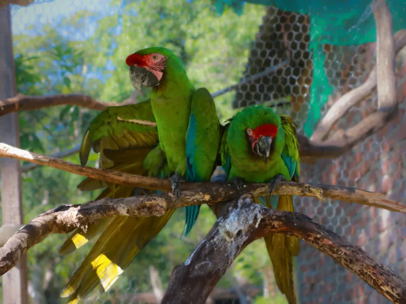 Two military macaws perched together in an aviary