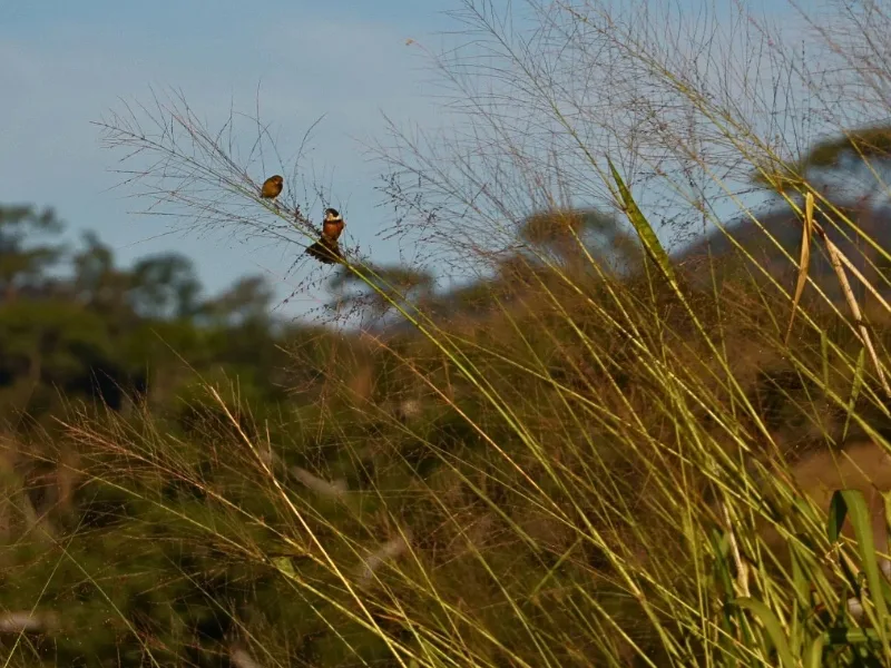 Two small birds perched on tall grass stalks