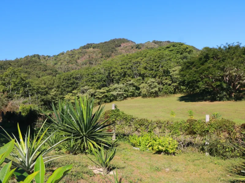 Forested hills and pasture with agave plants in the foreground