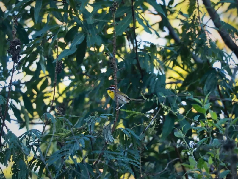 Rufous-capped warbler perched among tree branches