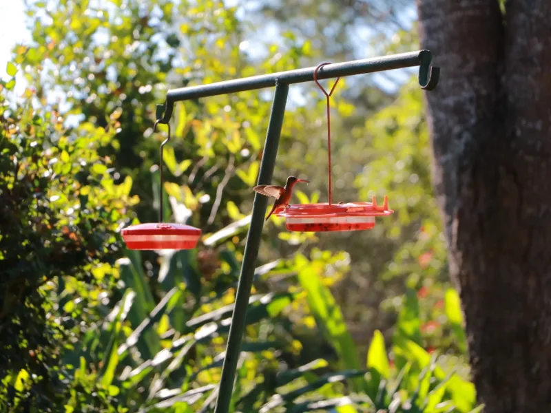 Hummingbird feeding at a red nectar feeder