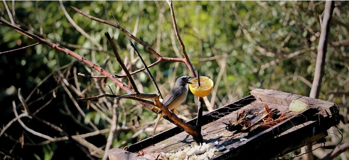 Gray-collared becard perched on a branch, feeding on an orange slice