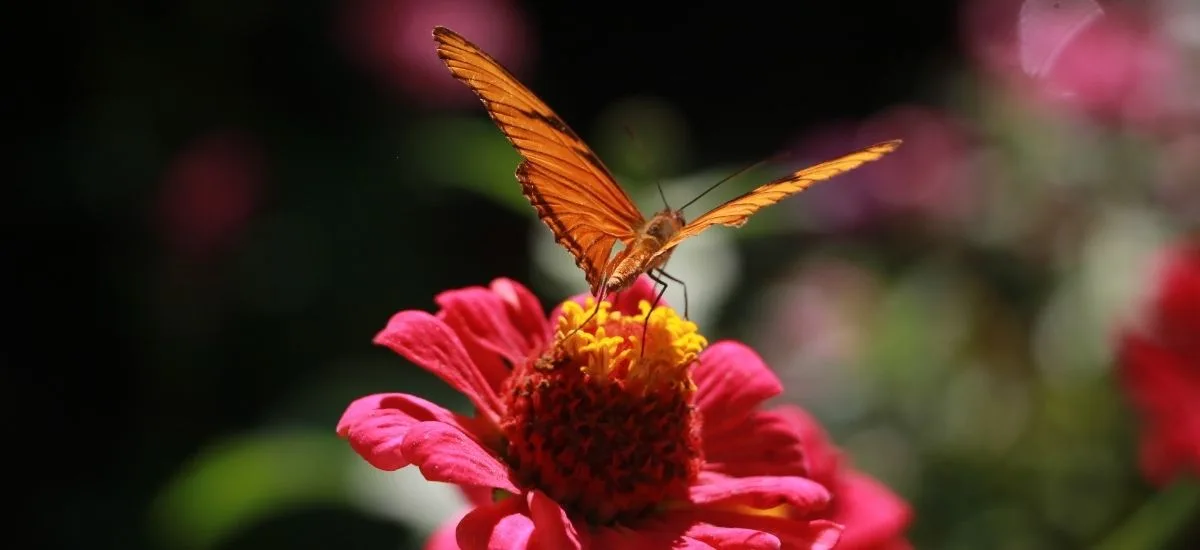 Julia butterfly resting on a pink zinnia flower