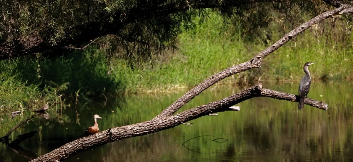 Black-bellied whistling duck and anhinga perched on a fallen branch over the water