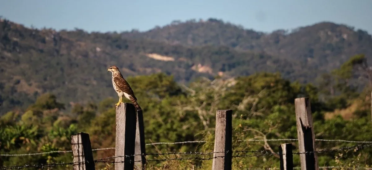 Roadside hawk perched on a fence post with the Sierra hills behind