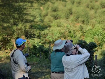 Birdwatching tour through pine forest near Puerto Vallarta