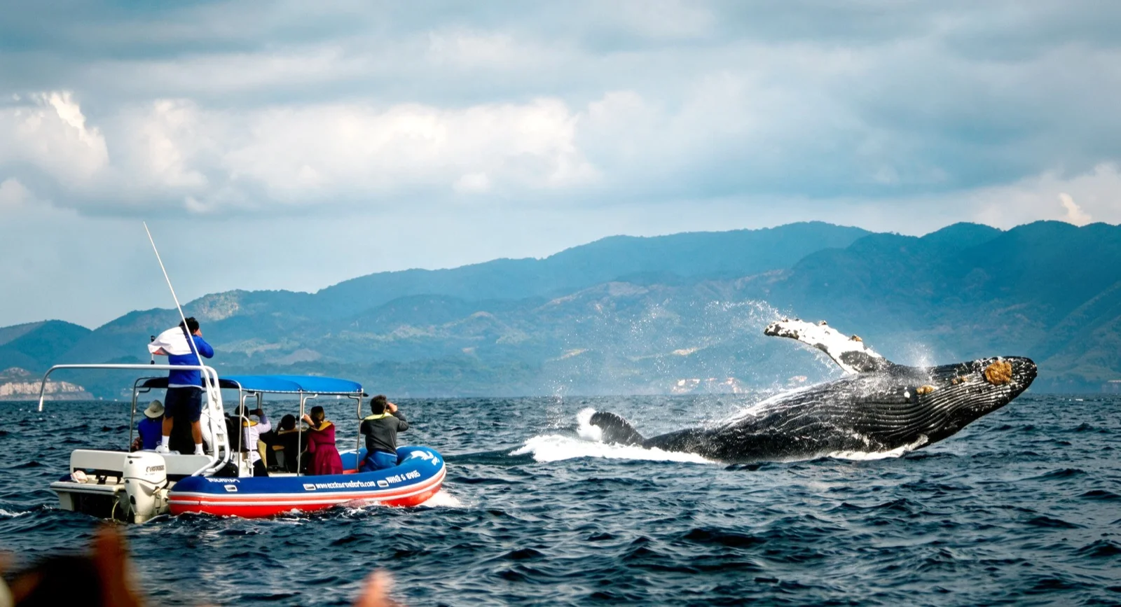 Humpback whale breaching next to the tour boat in Banderas Bay