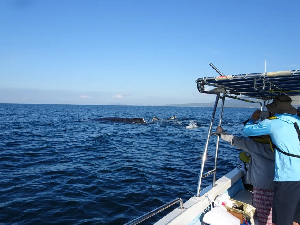 Turistas a bordo del bote observando una ballena y delfines en la Bahía de Banderas