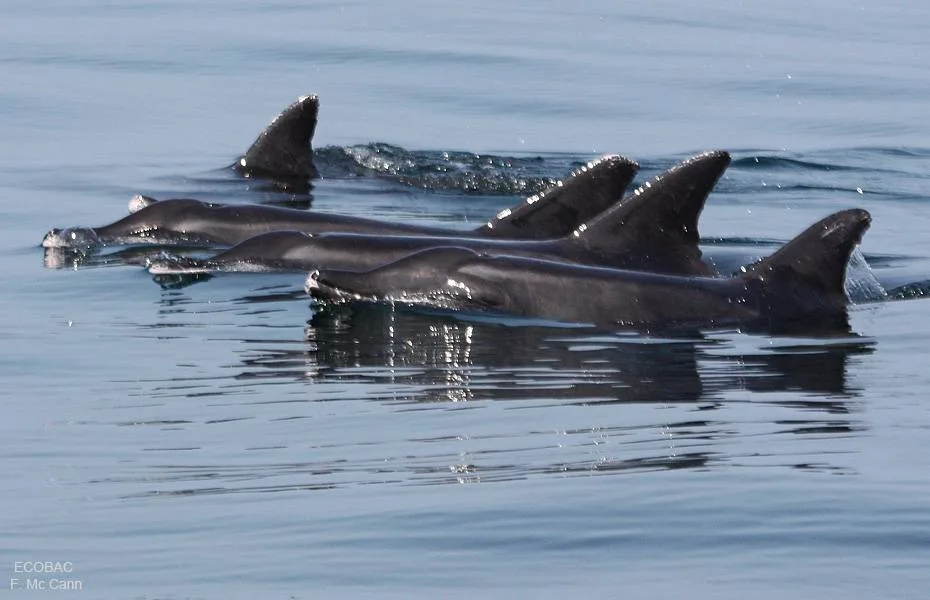 Delfines nadando cerca de la superficie en la Bahía de Banderas
